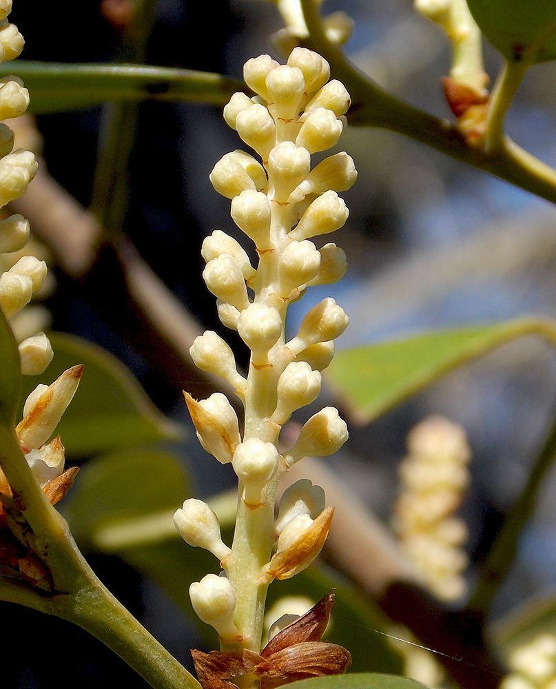 Image of Lauro-cerasus officinalis specimen.