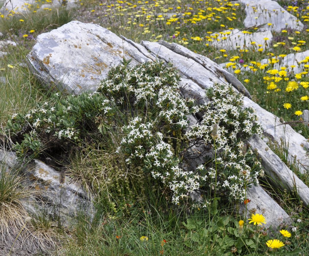 Image of Daphne oleoides specimen.