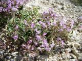 Thymus dubjanskyi