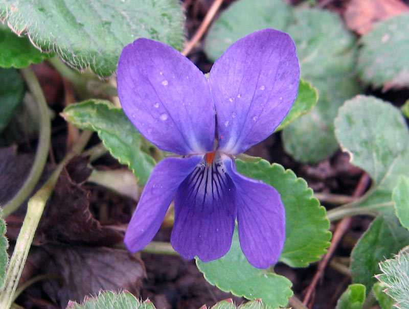 Image of Viola odorata specimen.