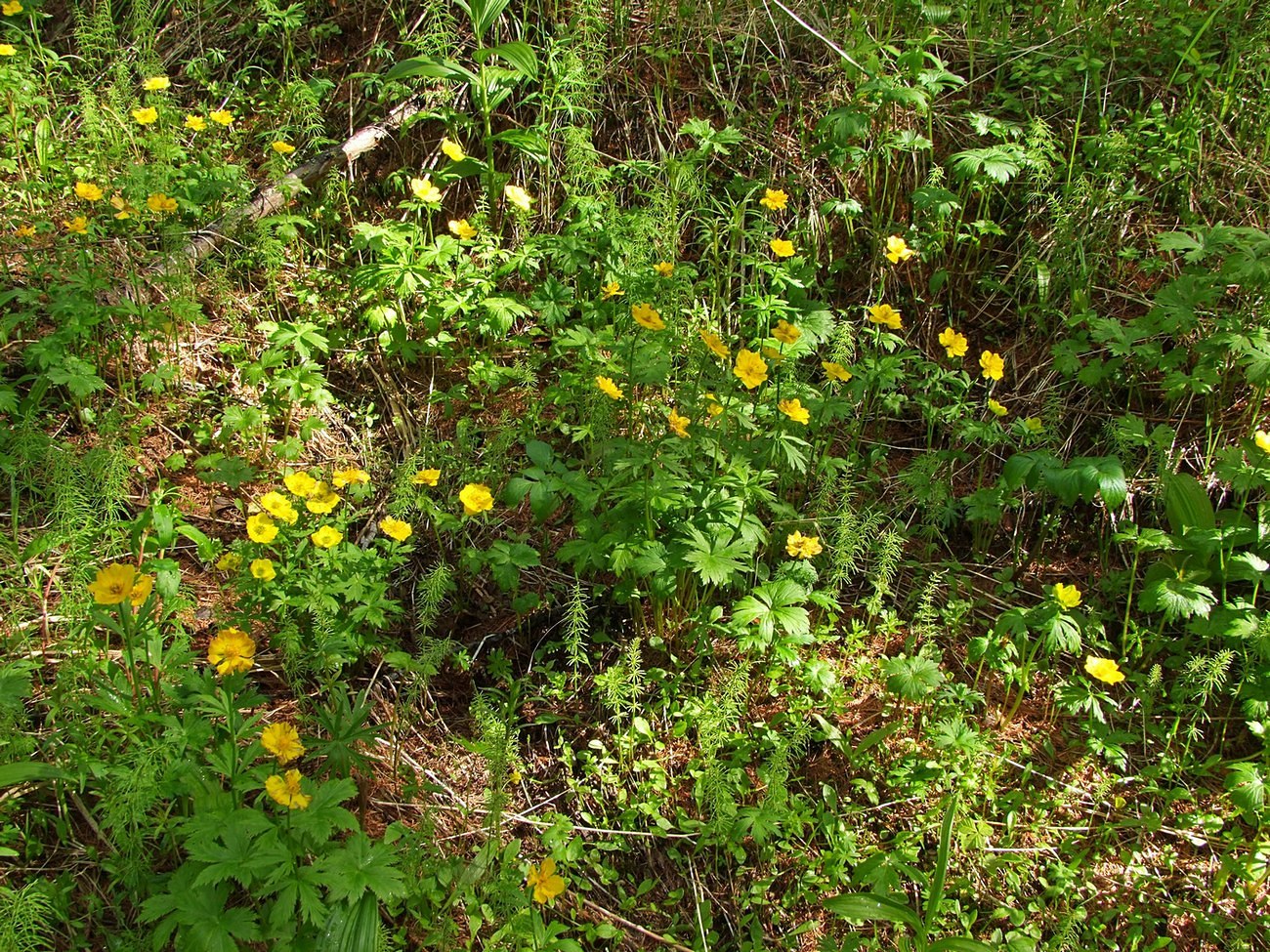 Изображение особи Trollius riederianus.