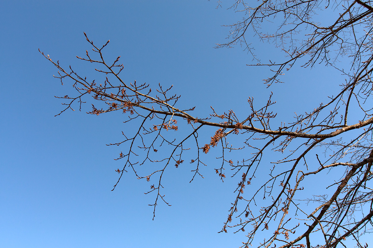 Image of Ulmus laevis specimen.