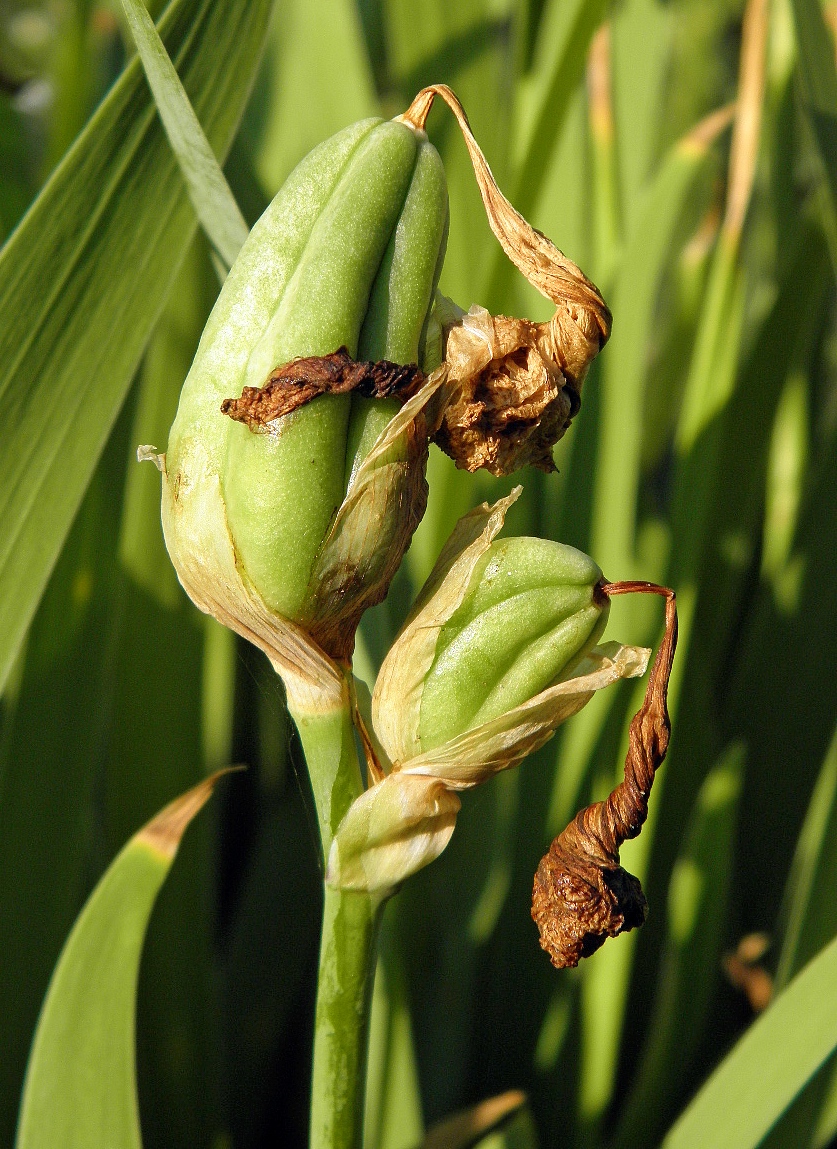 Image of Iris variegata specimen.