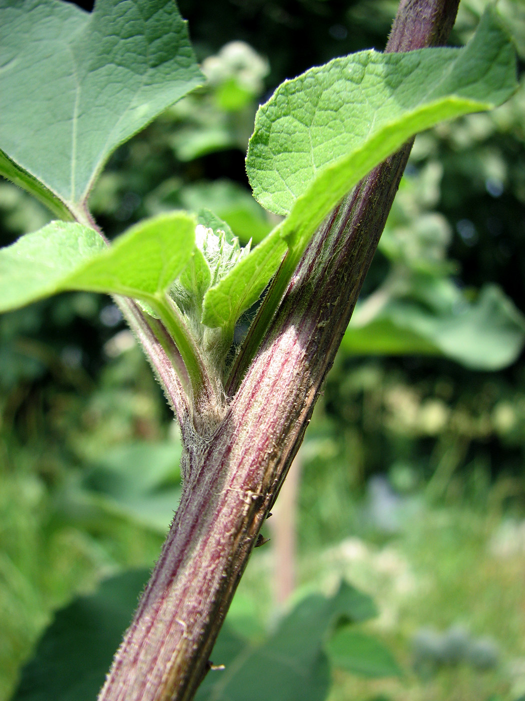 Image of Arctium tomentosum specimen.