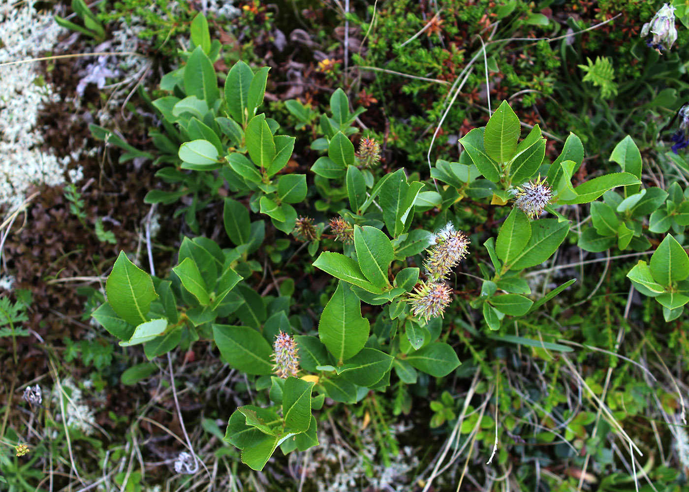 Image of Salix apoda specimen.