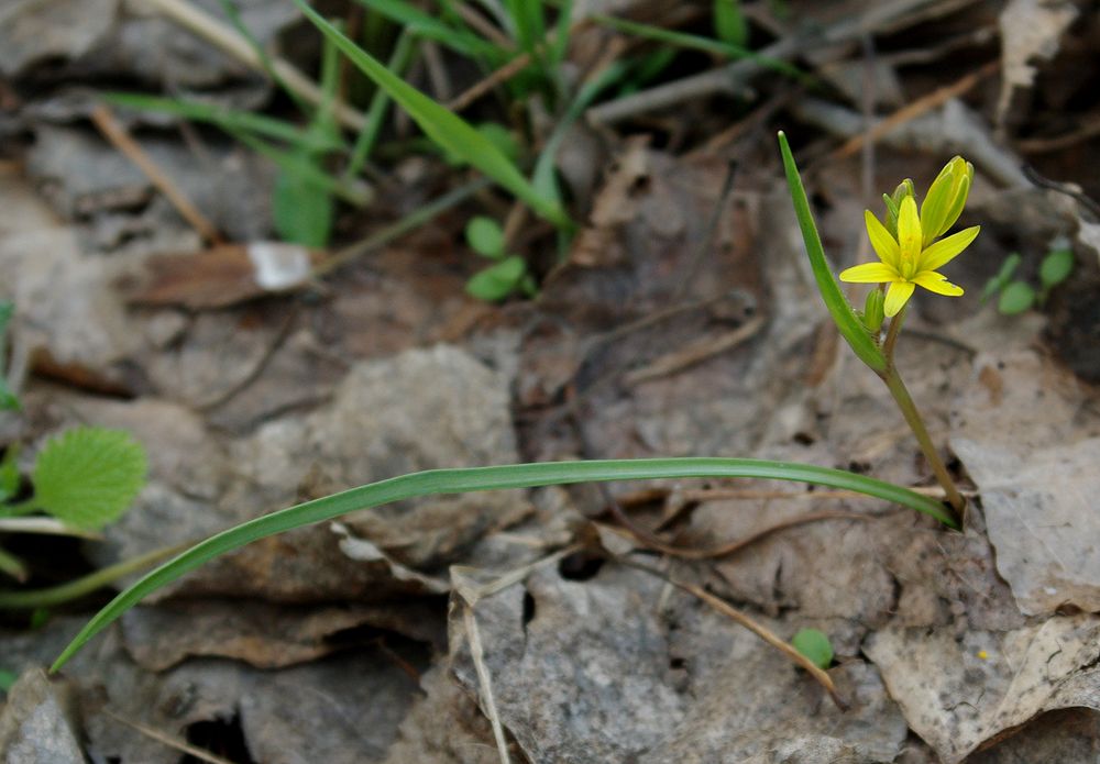 Image of Gagea pusilla specimen.