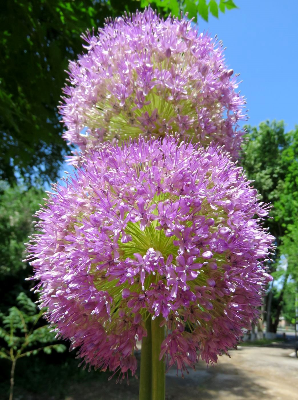 Image of Allium giganteum specimen.