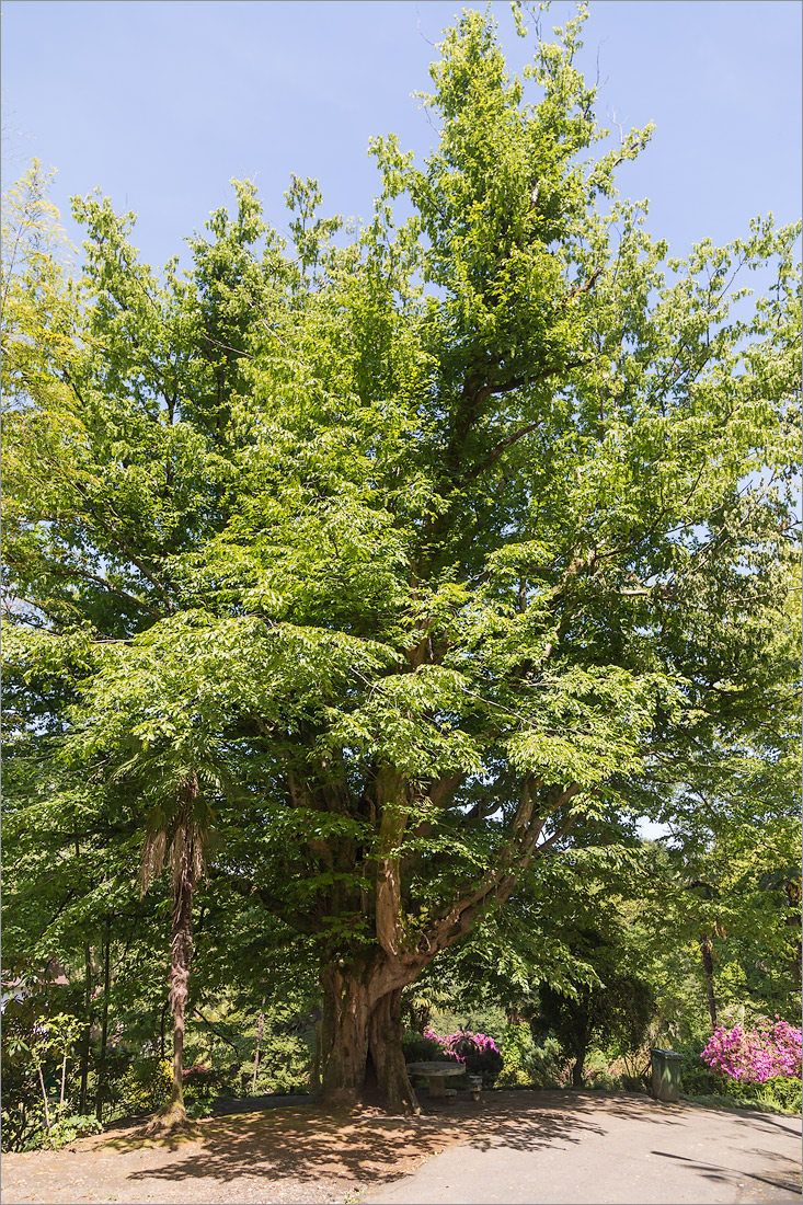 Image of Carpinus betulus specimen.