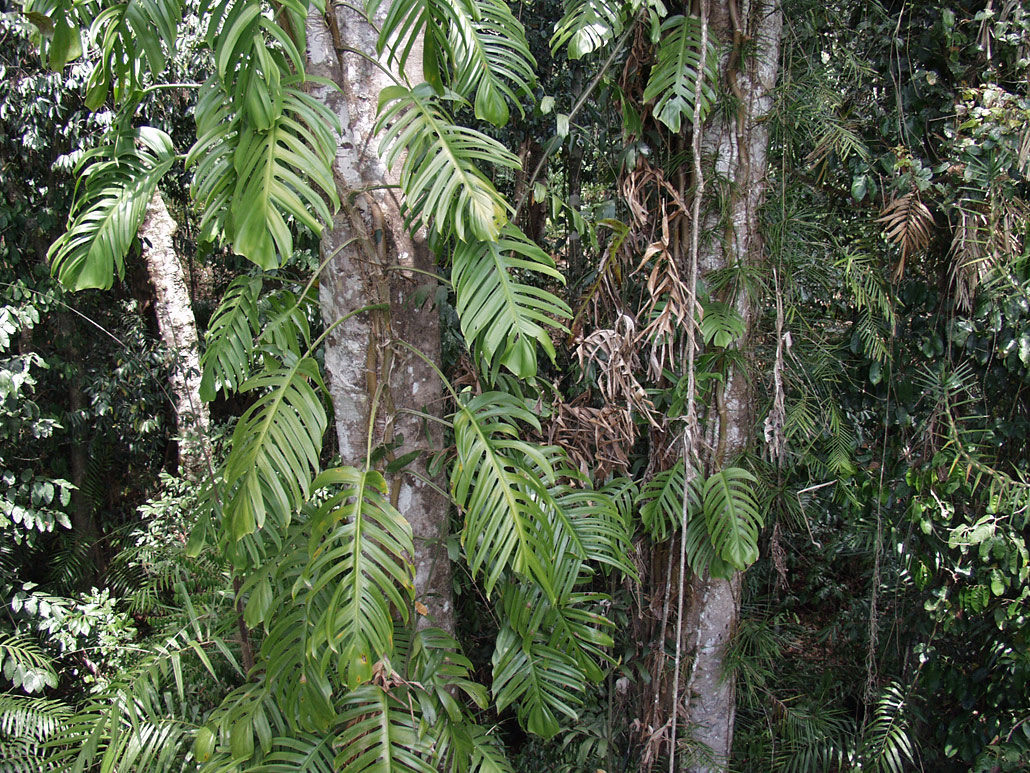 Image of genus Rhaphidophora specimen.