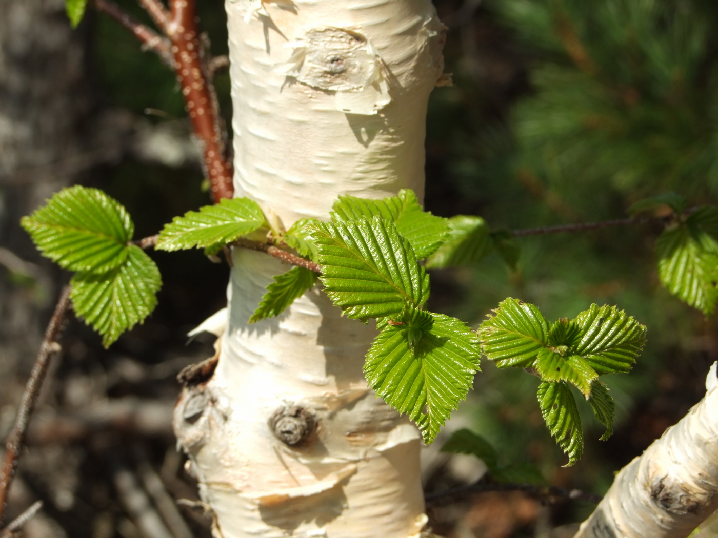 Image of Betula lanata specimen.