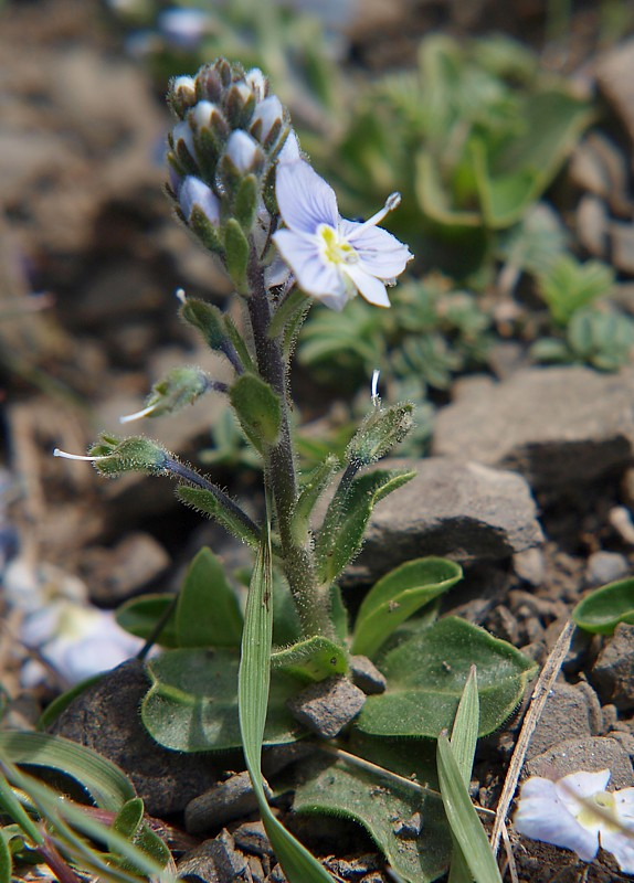 Image of Veronica imerethica specimen.