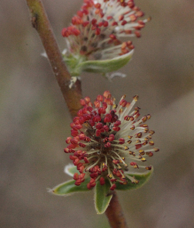 Изображение особи Salix rosmarinifolia.