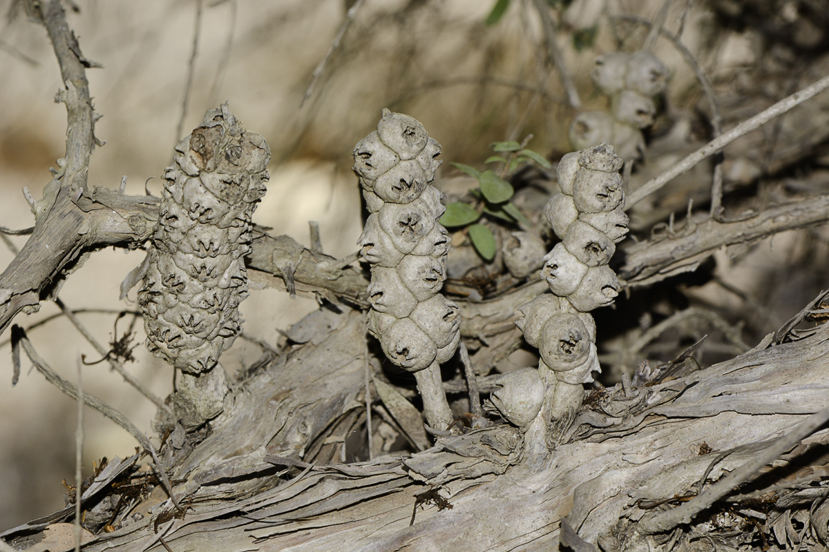 Image of Melaleuca elliptica specimen.