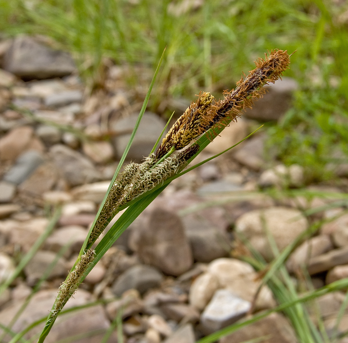 Изображение особи Carex acuta.