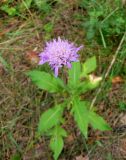 Knautia arvensis