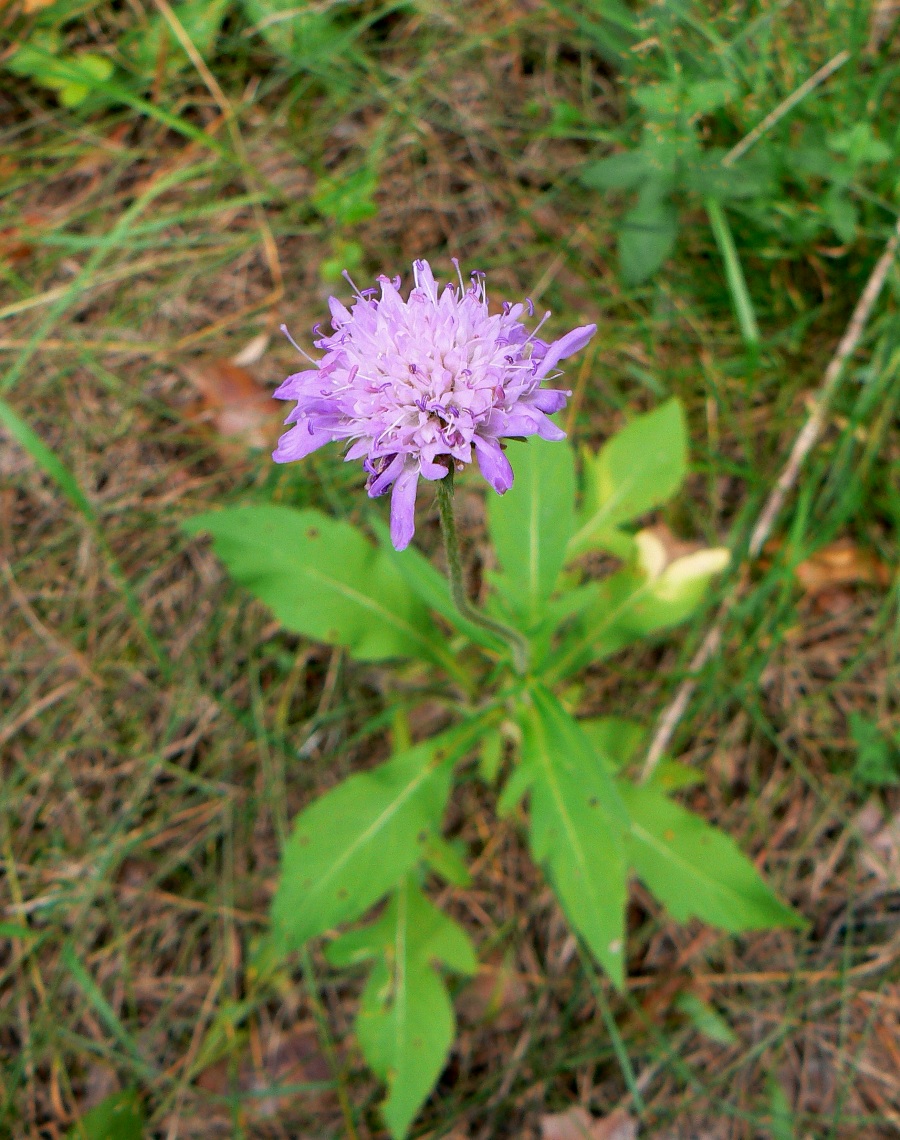 Image of Knautia arvensis specimen.