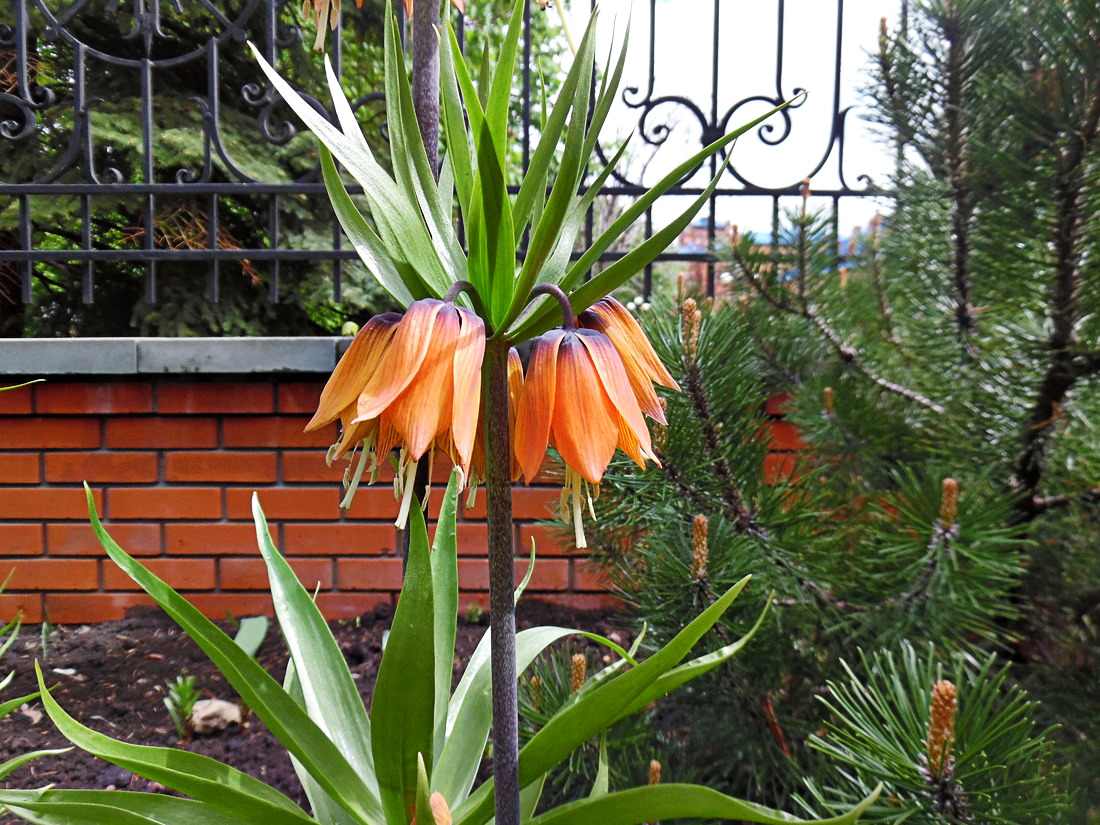 Изображение особи Fritillaria imperialis.