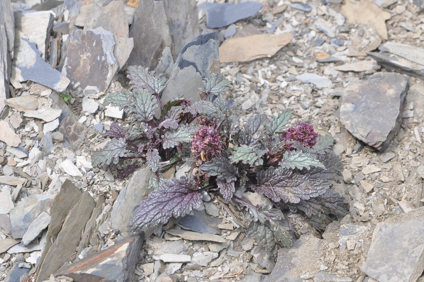 Изображение особи Scrophularia minima.