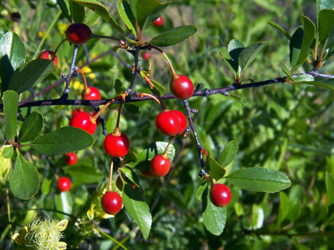 Изображение особи Cerasus fruticosa.