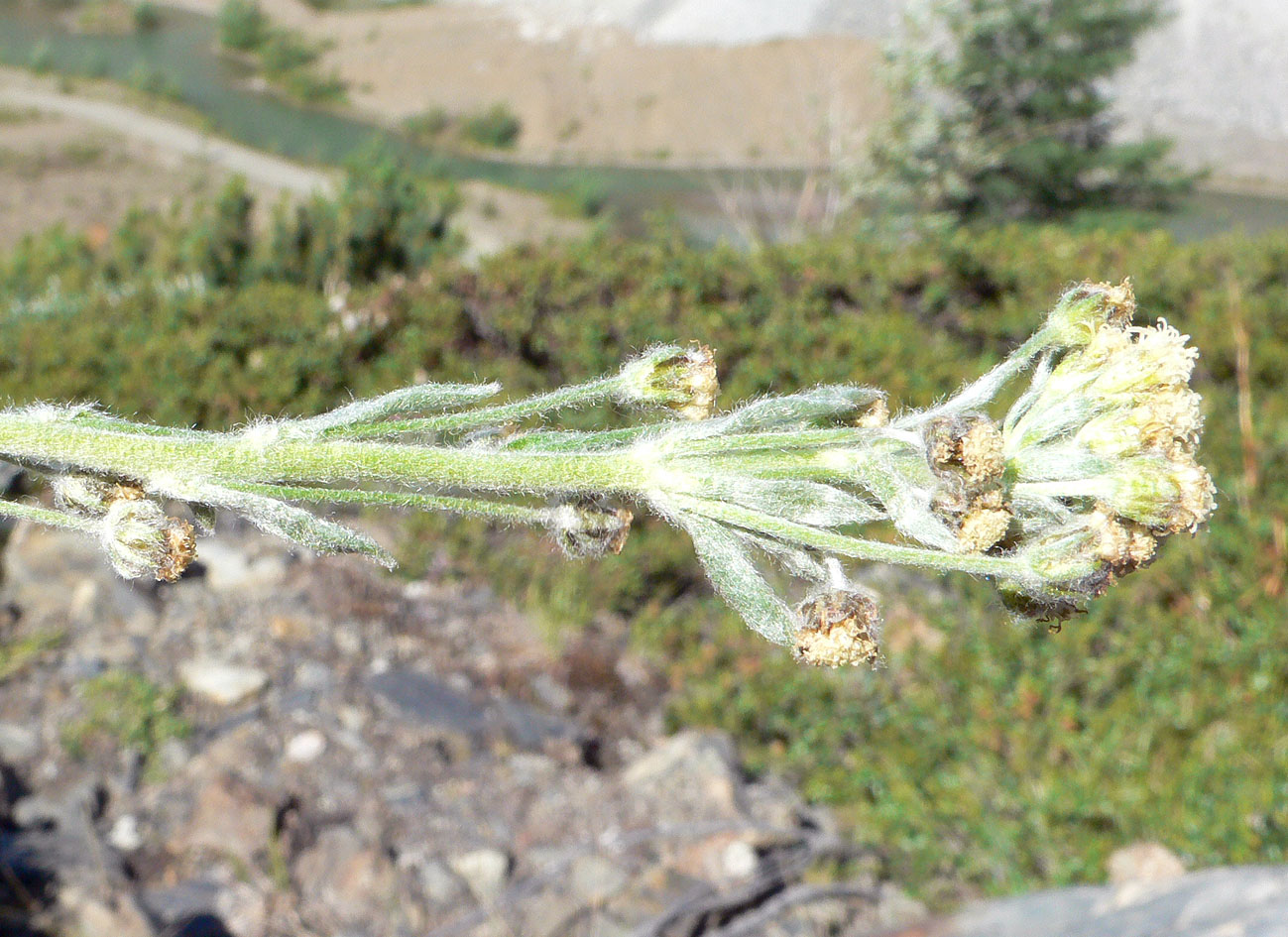 Image of Artemisia glomerata specimen.