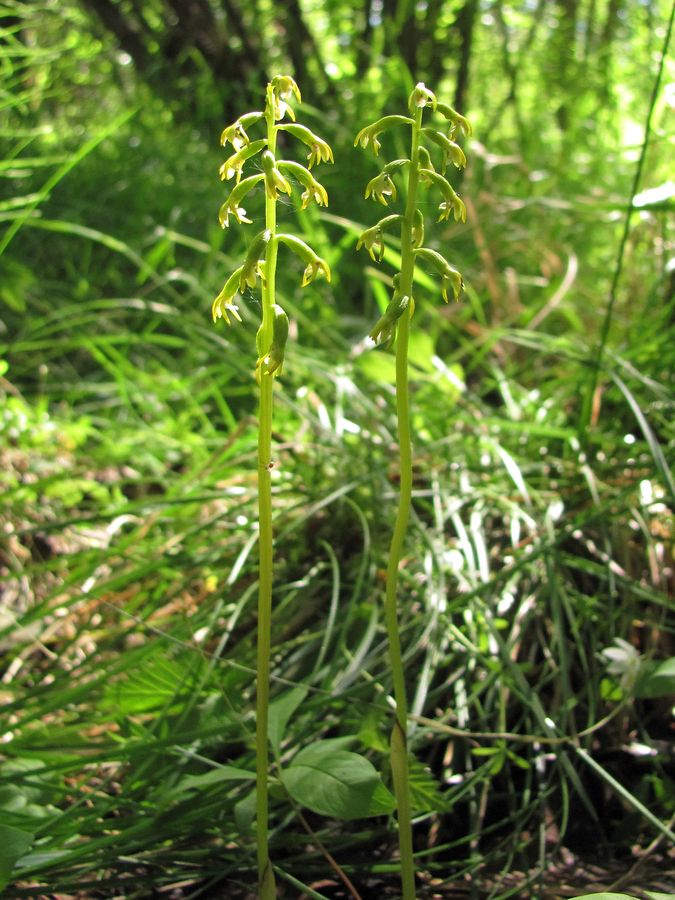 Изображение особи Corallorhiza trifida.