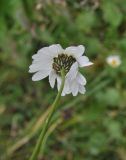 Tripleurospermum caucasicum