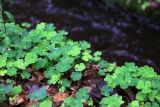 Oxalis acetosella