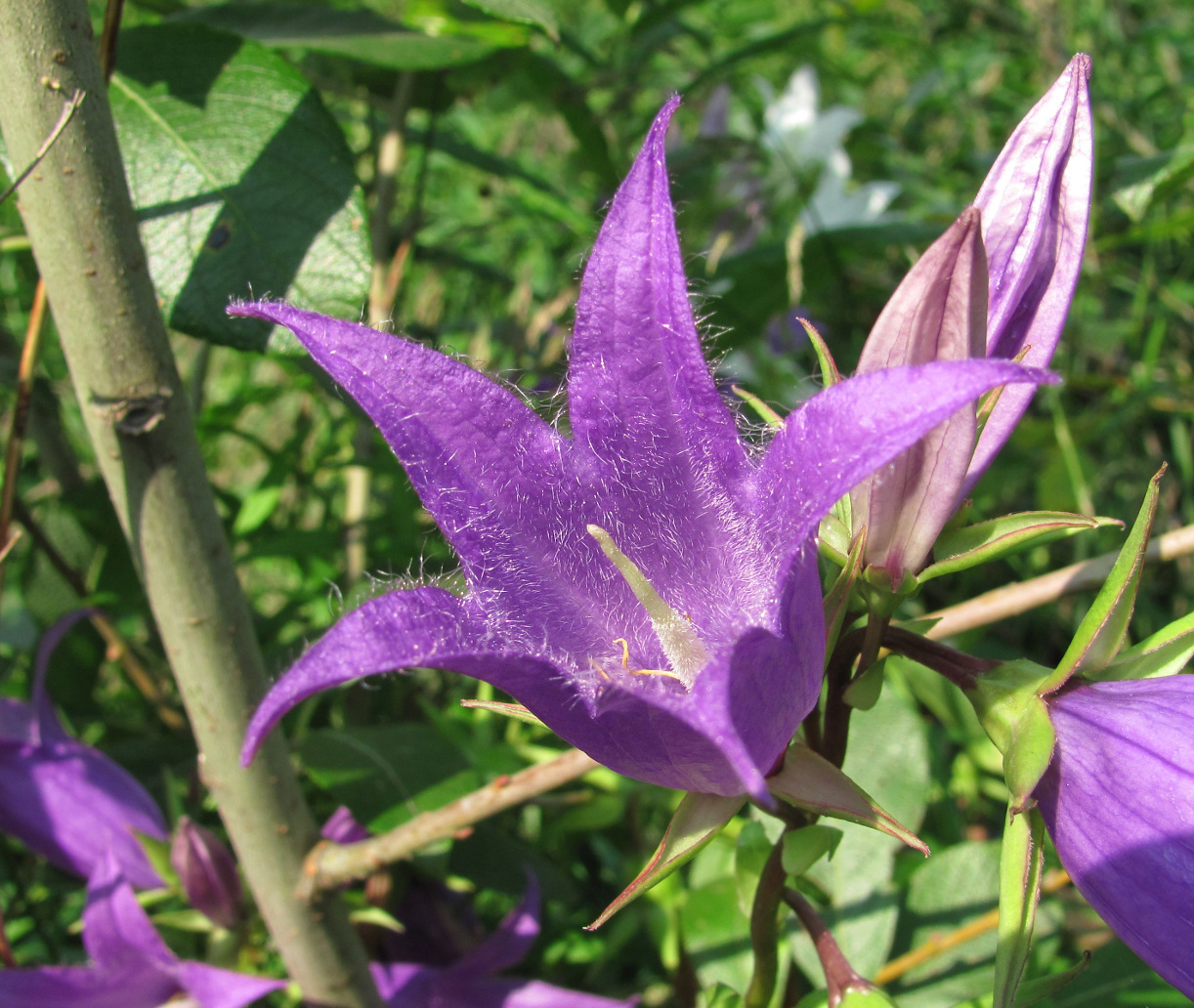 Image of Campanula latifolia specimen.