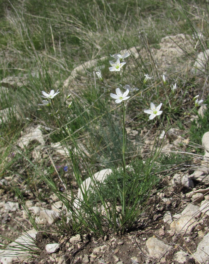 Image of Eremogone holostea specimen.