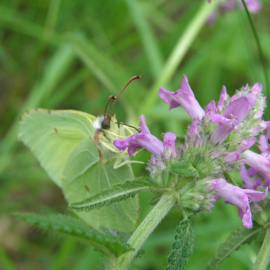 Image of Betonica officinalis specimen.