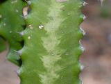 Euphorbia lactea. Часть побега. Израиль, Шарон, г. Тель-Авив, ботанический сад \"Сад кактусов\". 29.08.2019.