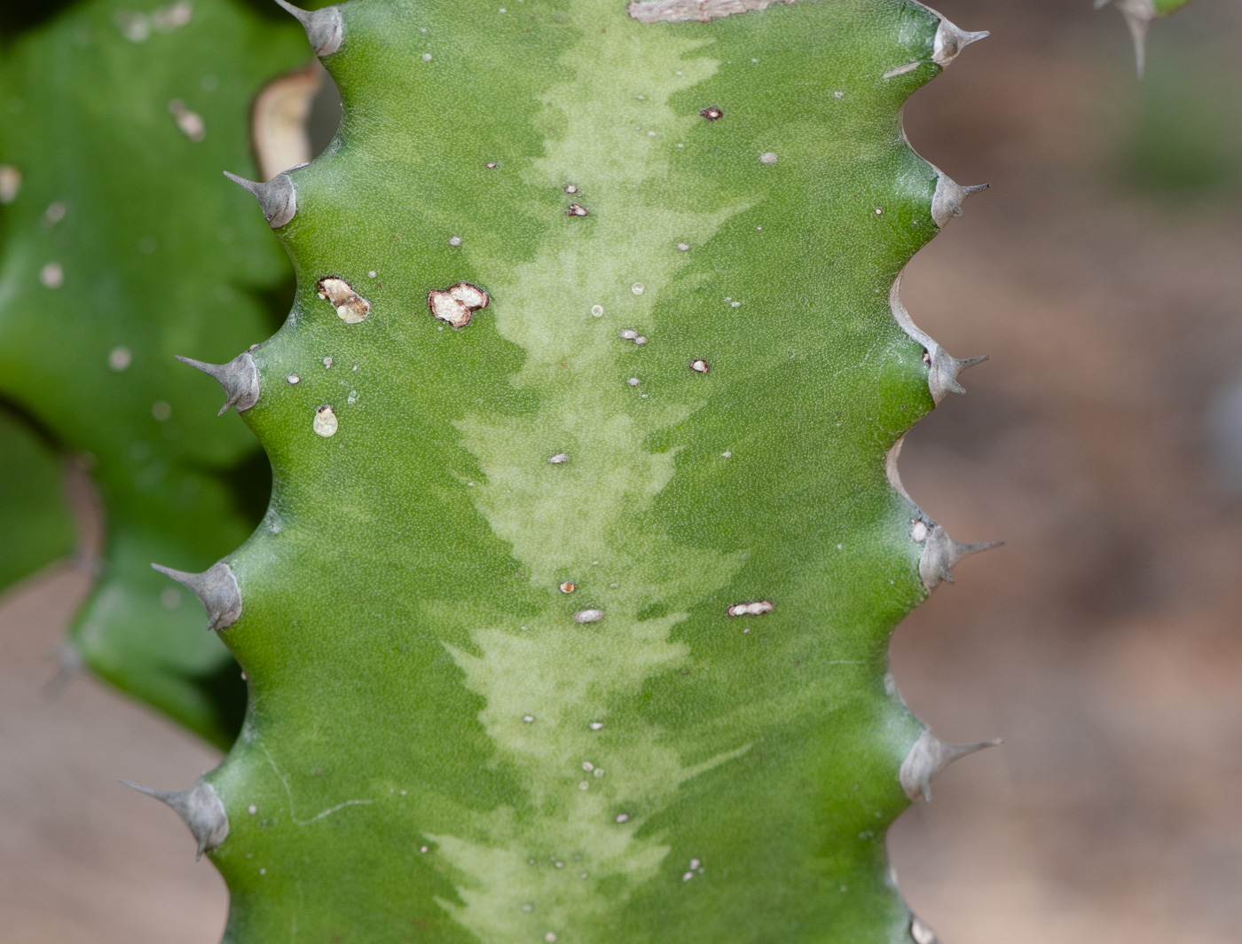 Image of Euphorbia lactea specimen.