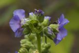 genus Polemonium. Верхушка цветущего побега с отцветшим цветком с двумя завязями. Костромская обл., Судиславский р-н, дер. Антипино, в культуре. 06.09.2019.