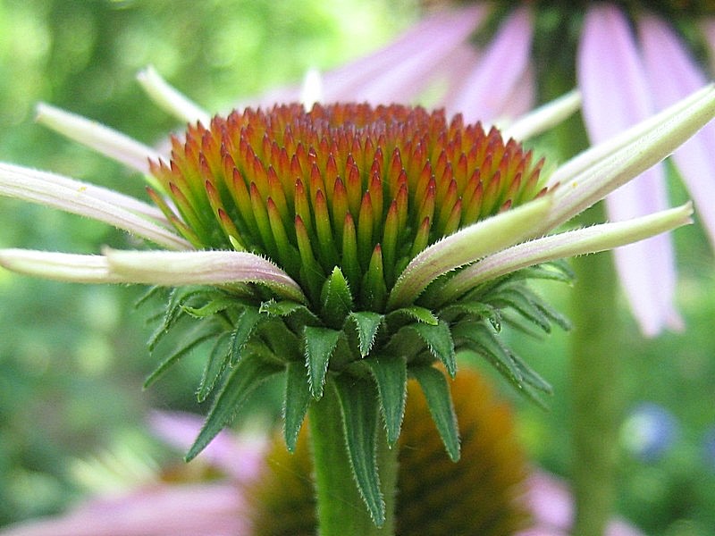 Изображение особи Echinacea purpurea.