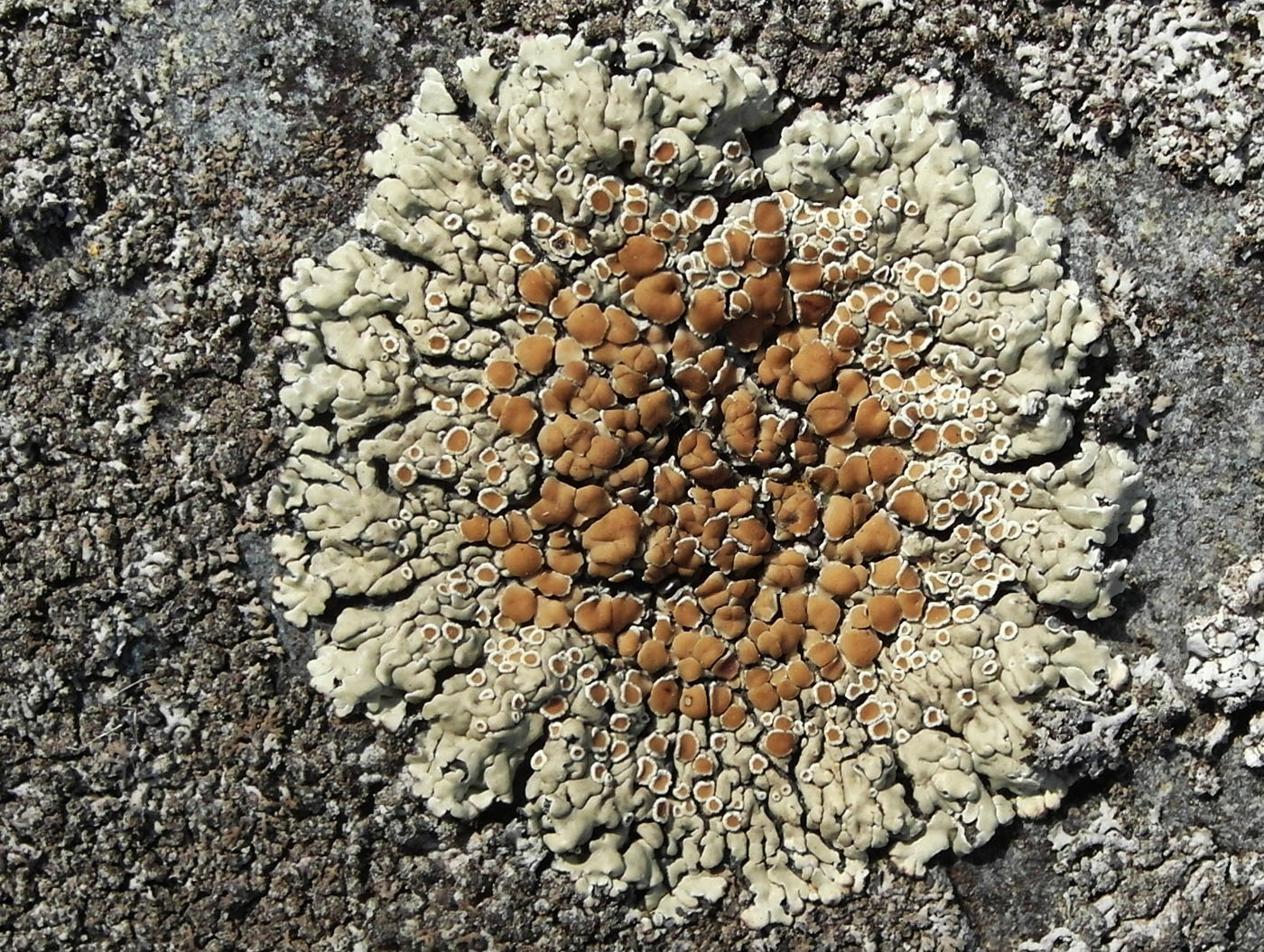 Image of Lecanora muralis specimen.