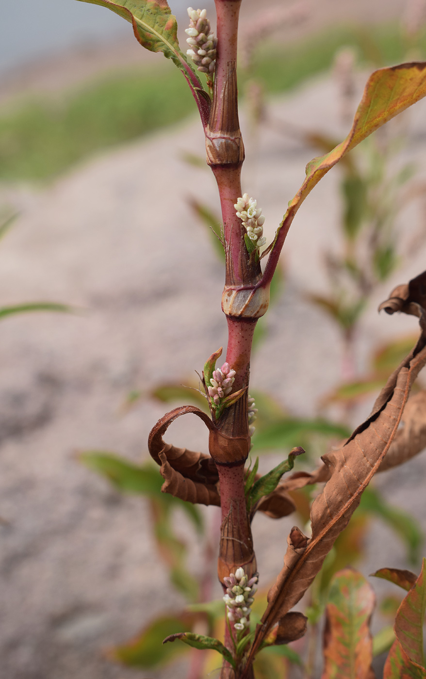 Изображение особи Persicaria maculosa.