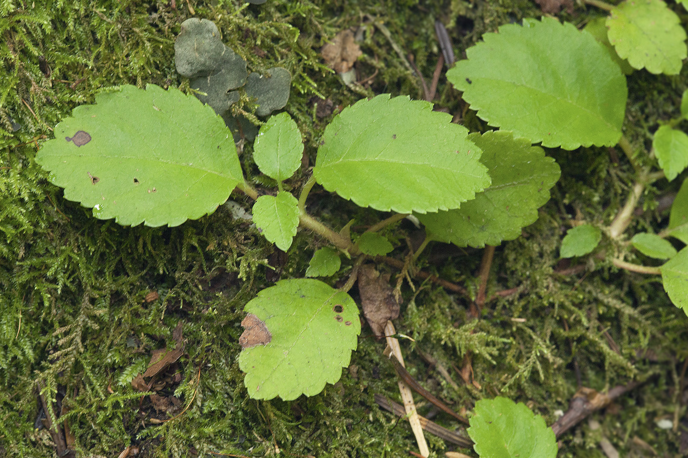 Image of Hydrangea petiolaris specimen.