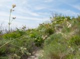 Galium biebersteinii. Верхушка расцветающего растения. Краснодарский край, м/о Анапа, окр. пос. Супсех, приморский обрывистый травяной склон. 16.05.2015.