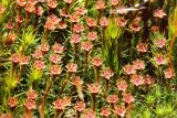 Polytrichum juniperinum