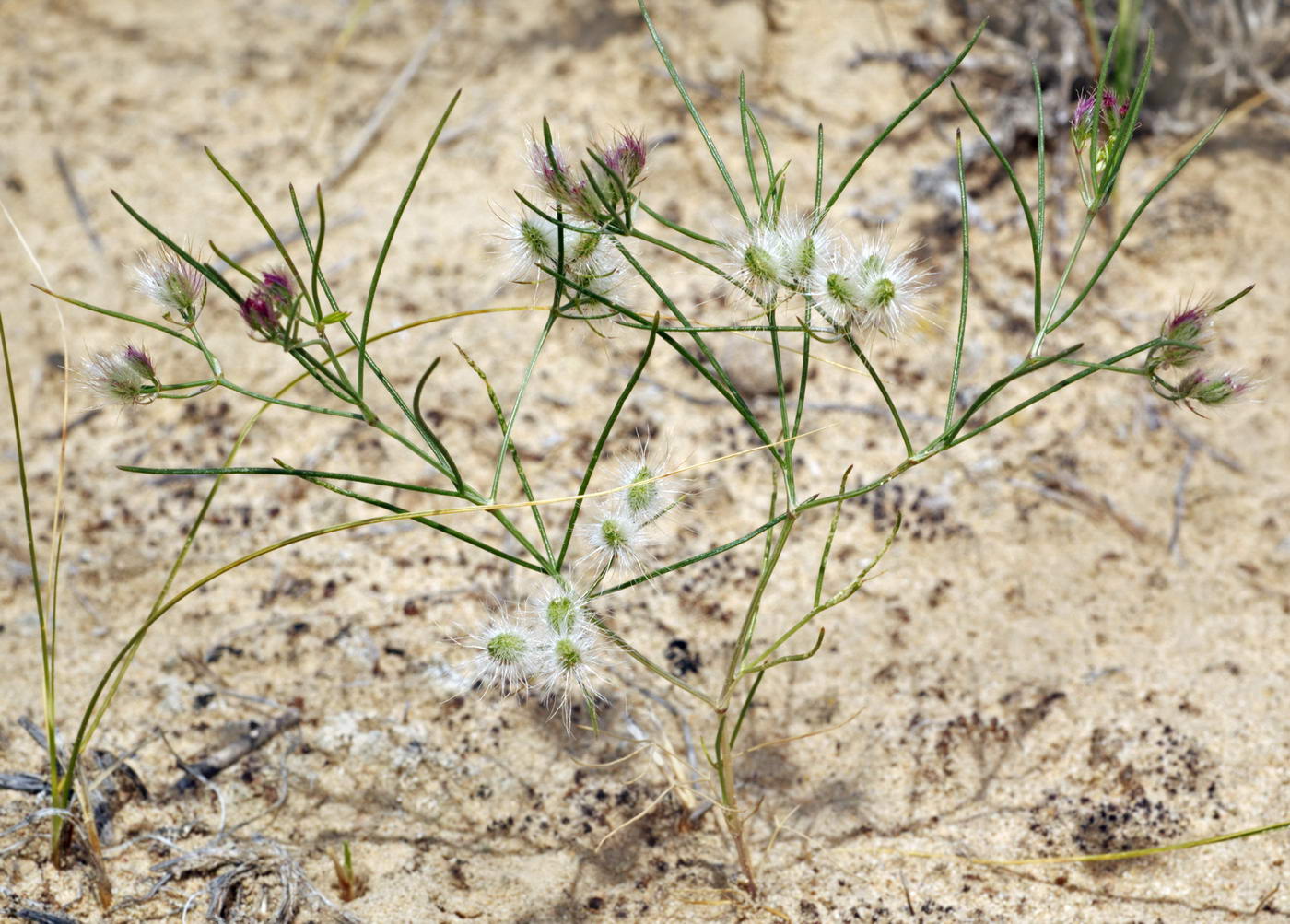 Image of Cuminum setifolium specimen.