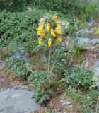 Phlomoides speciosa