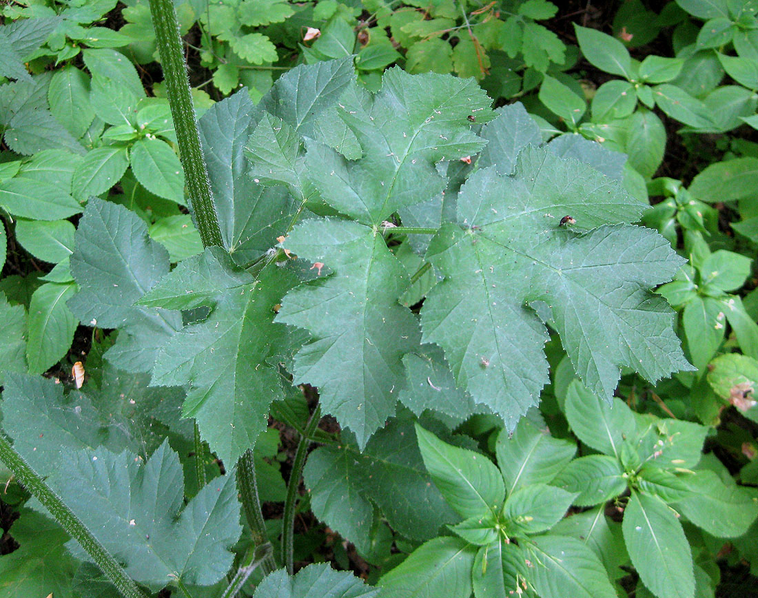 Изображение особи Heracleum sibiricum.