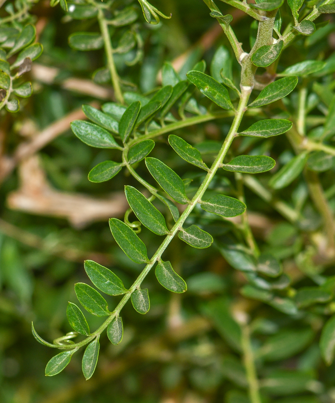 Image of Mutisia acuminata specimen.