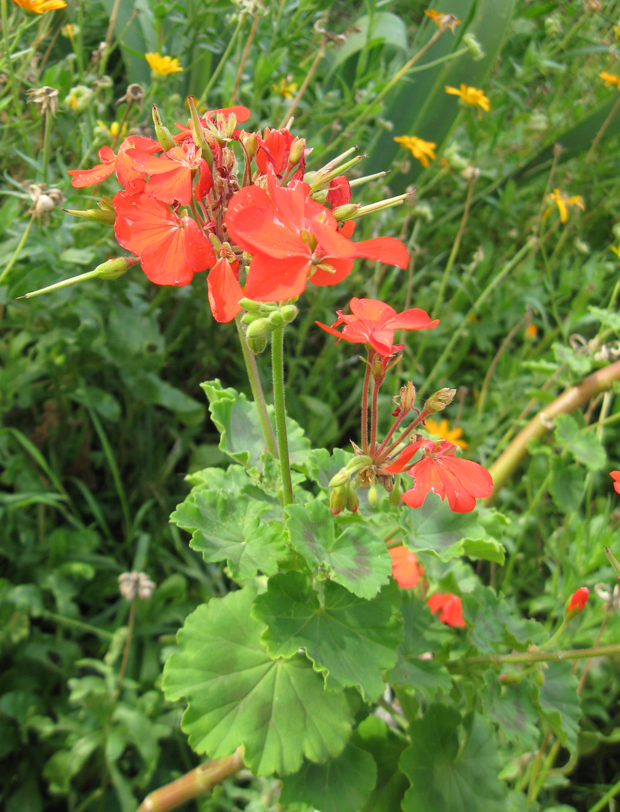 Image of Pelargonium hortorum specimen.