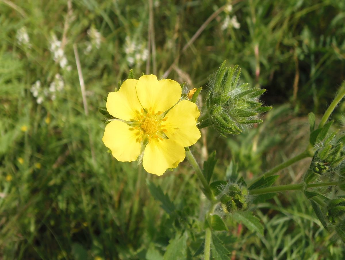 Image of Potentilla recta specimen.