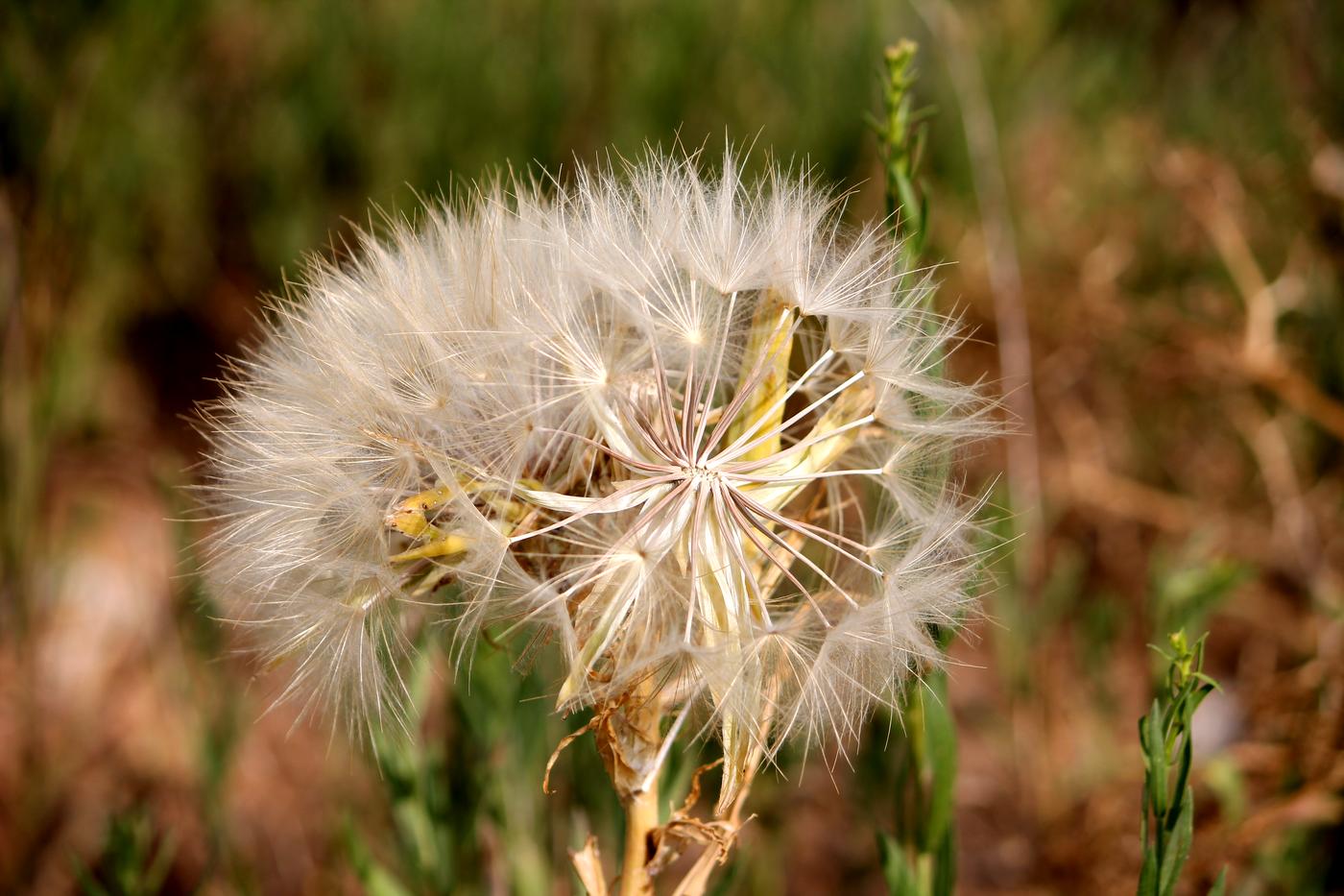 Изображение особи Tragopogon marginifolius.