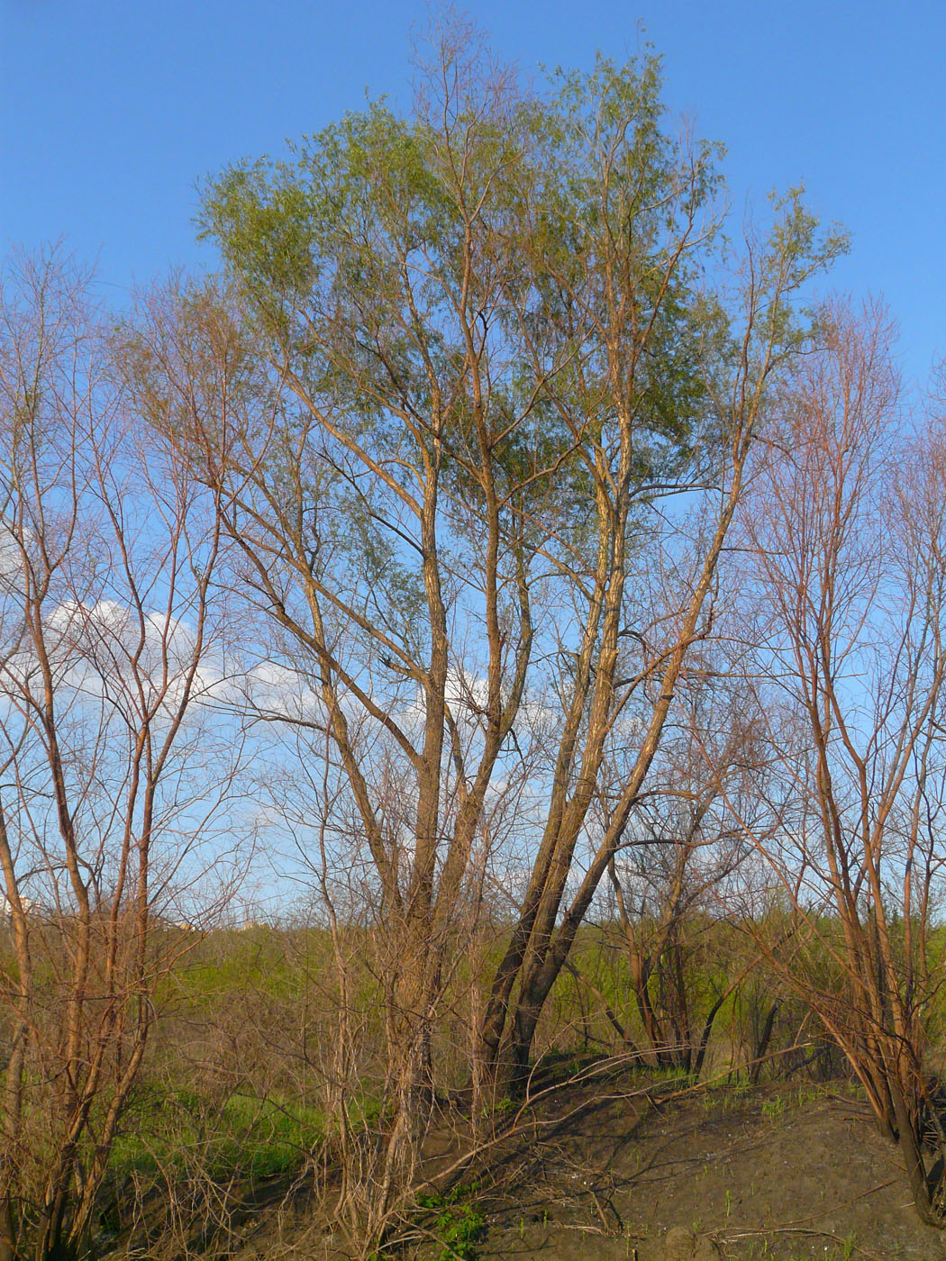 Image of genus Salix specimen.