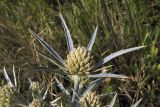 Eryngium amethystinum