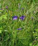 Campanula turczaninovii. Верхушка побега с цветками. Иркутская обл., Слюдянский р-н, мыс Шаманский, склон сопки, редкий лес. 02.07.2020.