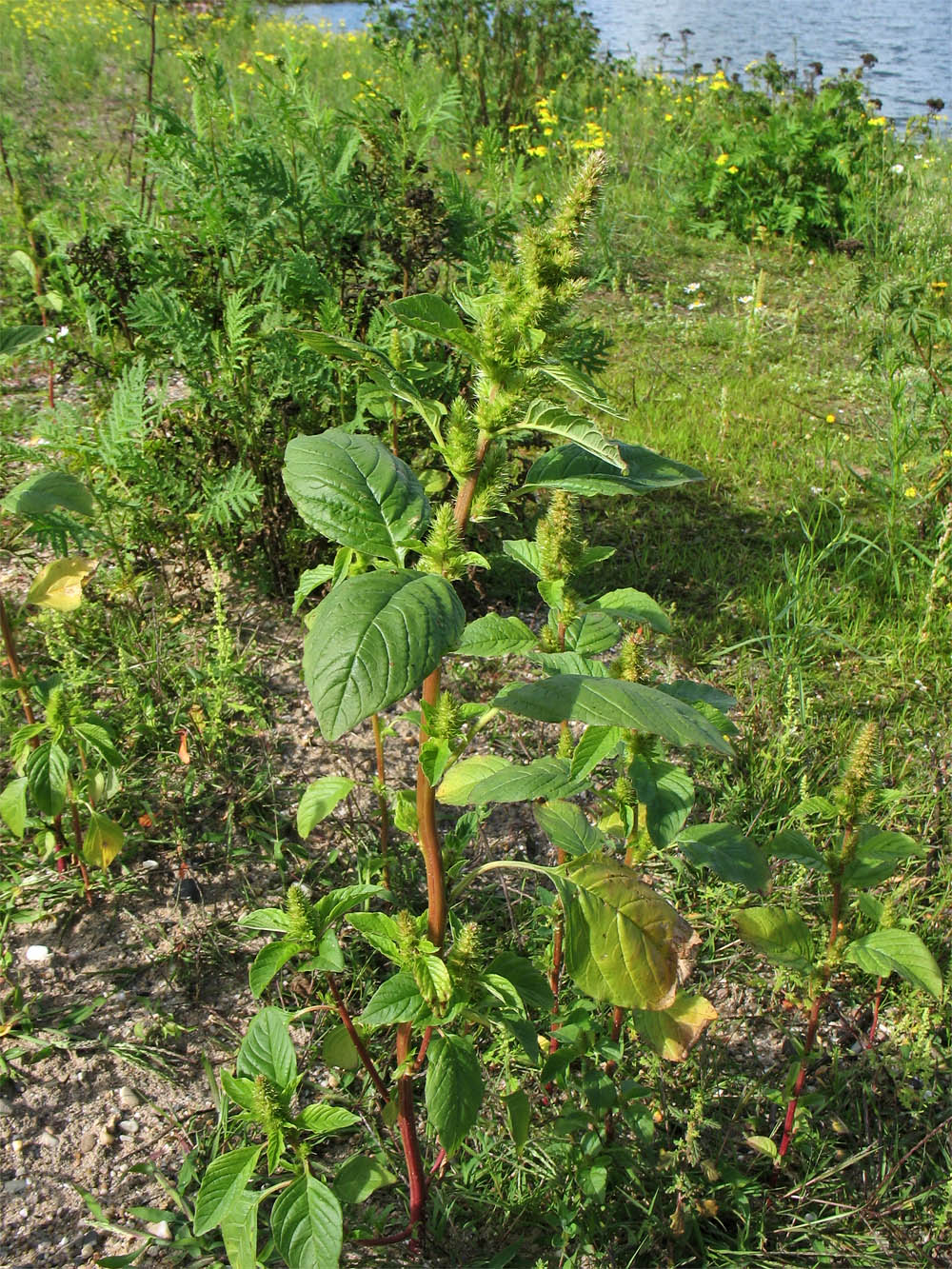 Изображение особи Amaranthus retroflexus.